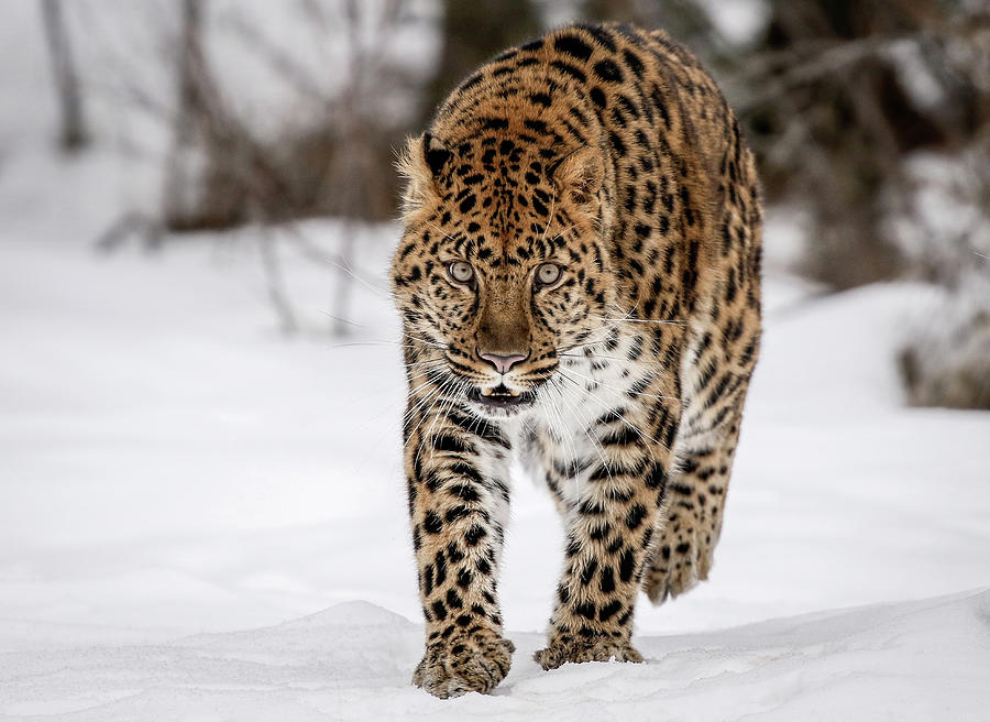 Leopard On The Prowl Photograph
