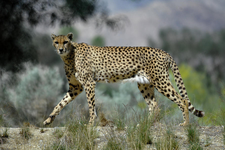 Cheetah On the Prowl Photograph by Bonnie Colgan