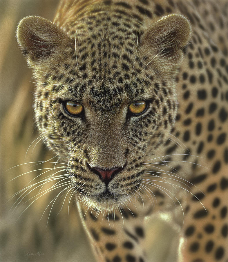 Leopard - On the Prowl Painting by Collin Bogle