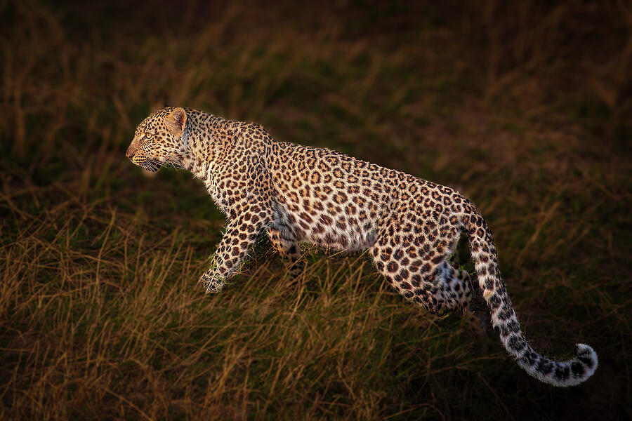 Leopard on the Prowl Photograph by Daniel Fleming Leopard on the Prowl Photograph by Daniel Fleming