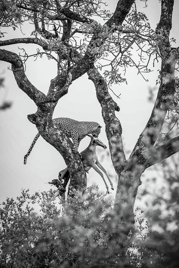 Leopard On Tree Branch Digital Art