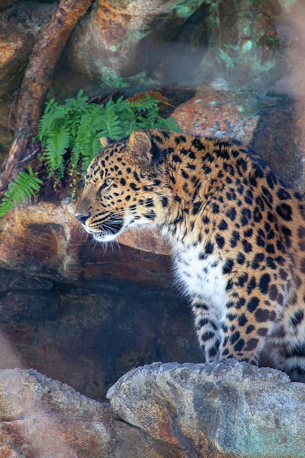 Leopard On Watch Photograph