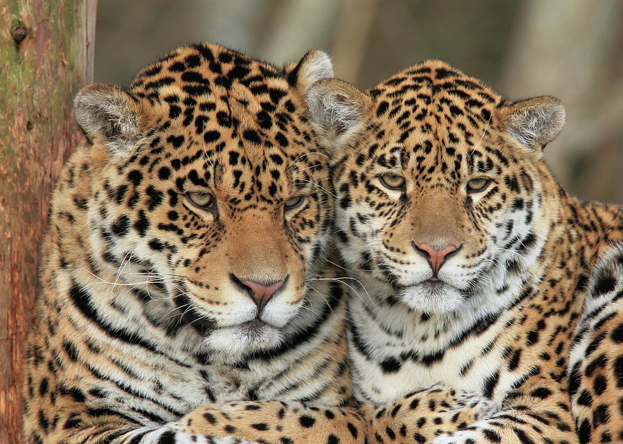 Leopard Pair Photograph by Michelle Halsey