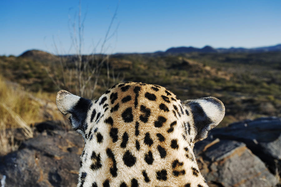 Leopard (Panthera pardus), close-up of head, rear view Photograph by Martin Harvey