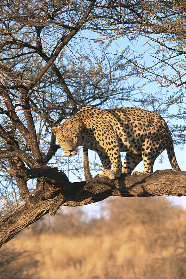 Leopard perched in tree , Kenya , Africa Photograph by Comstock Images