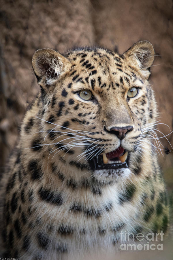 Leopard Portrait 2 Photograph by Mitch Shindelbower