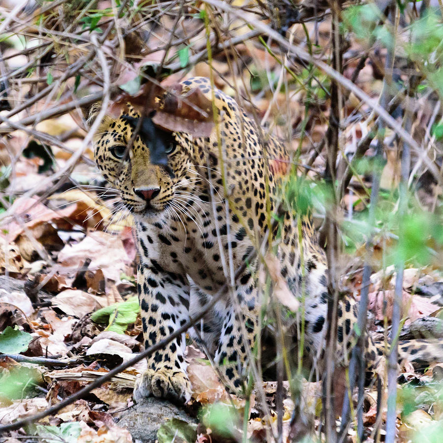 Leopard Portrait Photograph by Adrian O Brien