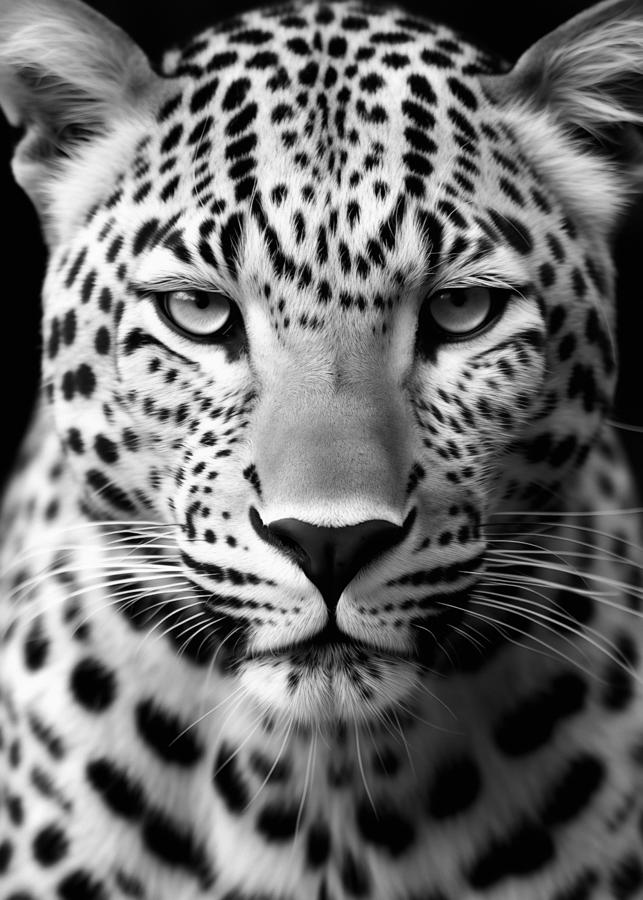 Wildlife Photograph - Leopard Portrait - Black and White Photo by Good Focused