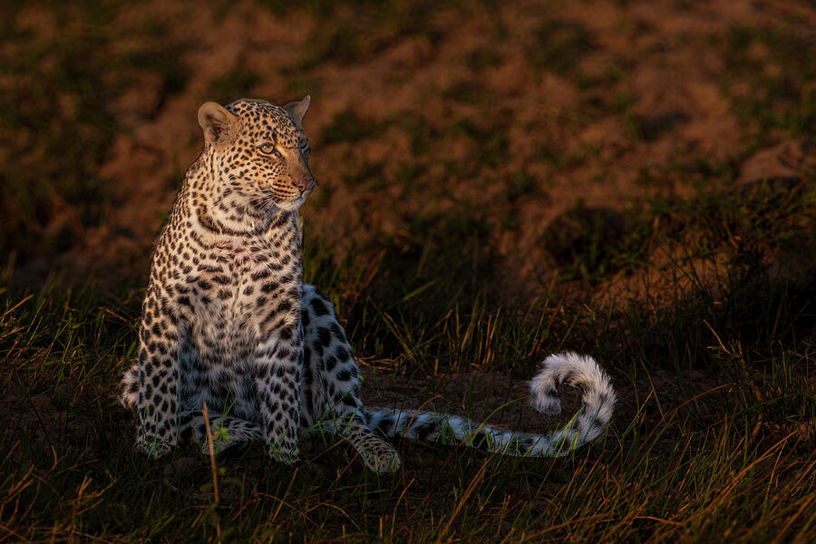 Leopard Portrait Photograph by Daniel Fleming Leopard Portrait Photograph by Daniel Fleming