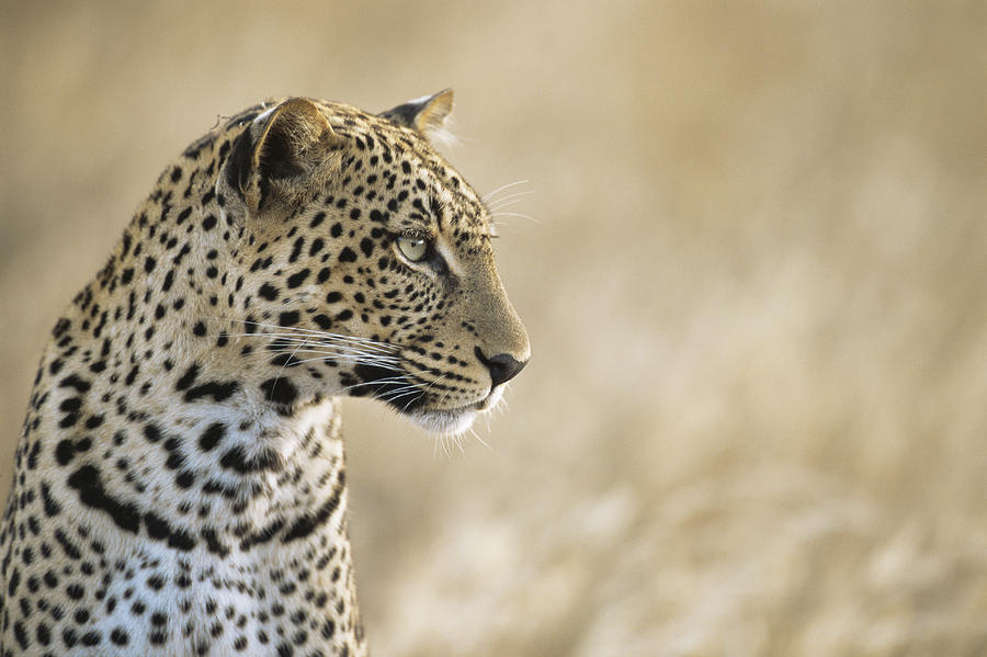 Leopard portrait Photograph by James Warwick
