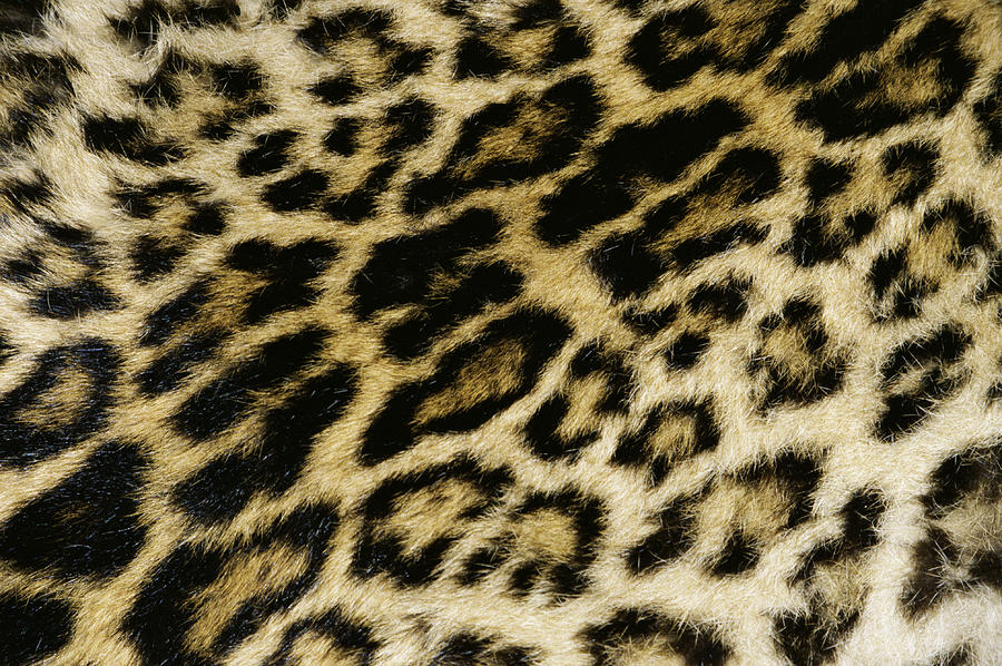 Leopard print pattern Photograph by Photo 24