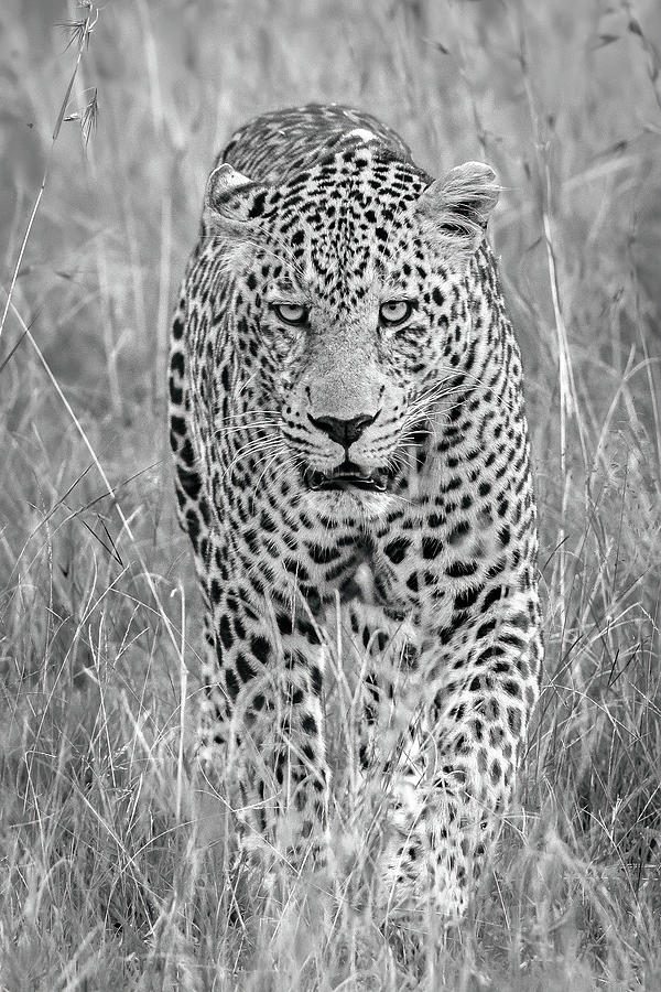 Leopard Prowler Photograph by Eric Albright