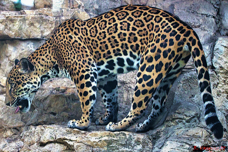 Leopard Photograph by Rene Vasquez
