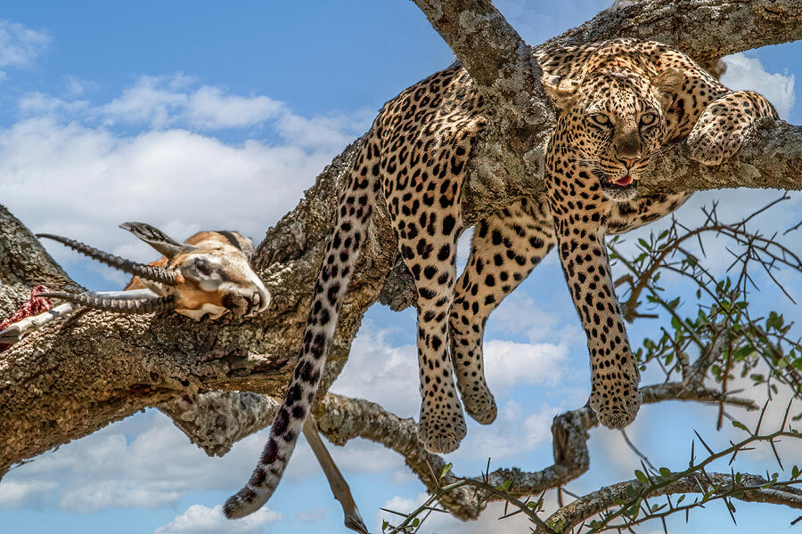 Leopard Resting on Tree Branch Photograph - Leopard Resting on Tree Branch by Marcy Wielfaert