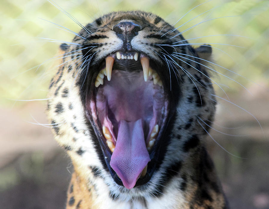 Leopard roaring Photograph by Gareth Parkes