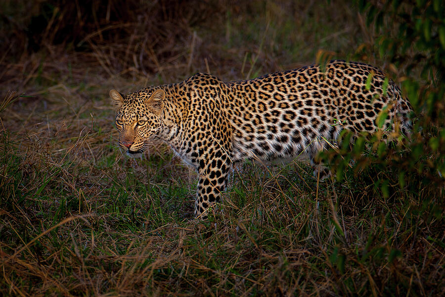 Leopard Sauntering Photograph by Daniel Fleming Leopard Sauntering Photograph by Daniel Fleming