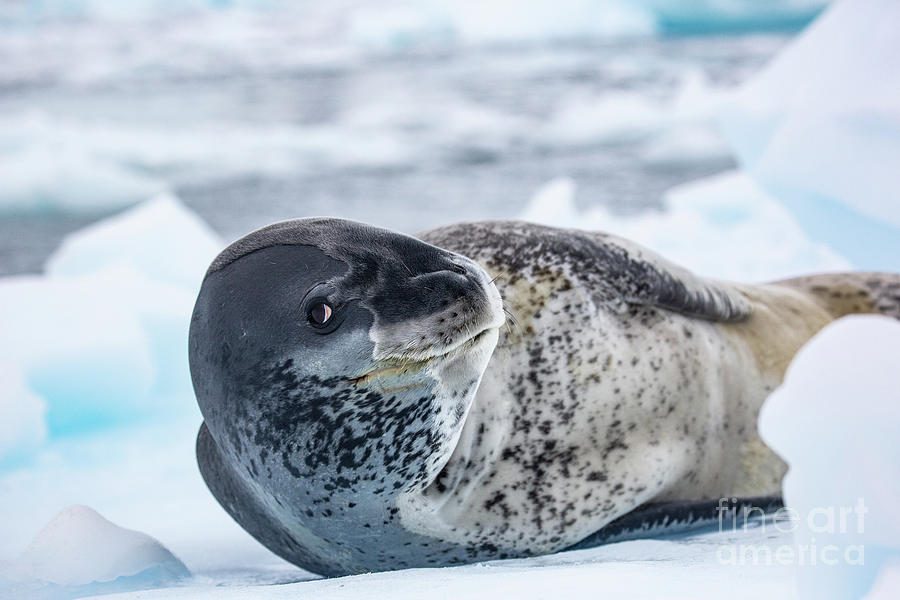 Wildlife Photograph - Leopard seal Hydrurga leptonyx n1 by Eyal Bartov