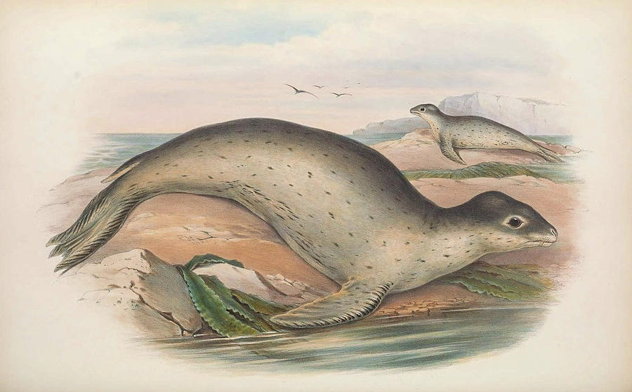 Australia Drawing - Leopard Seal by John Gould.