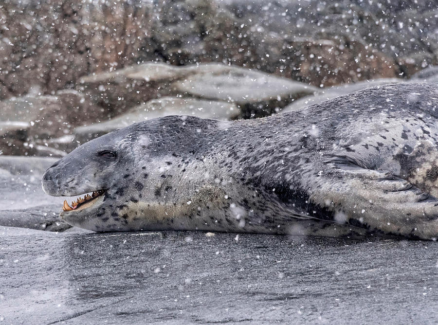 Leopard Seal Photograph by Rand Ningali