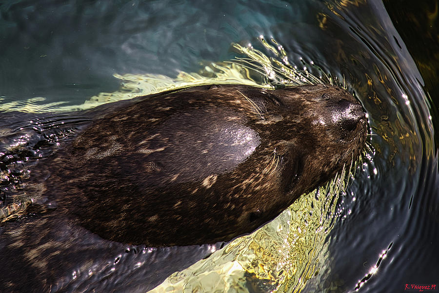 Leopard Seal Photograph by Rene Vasquez