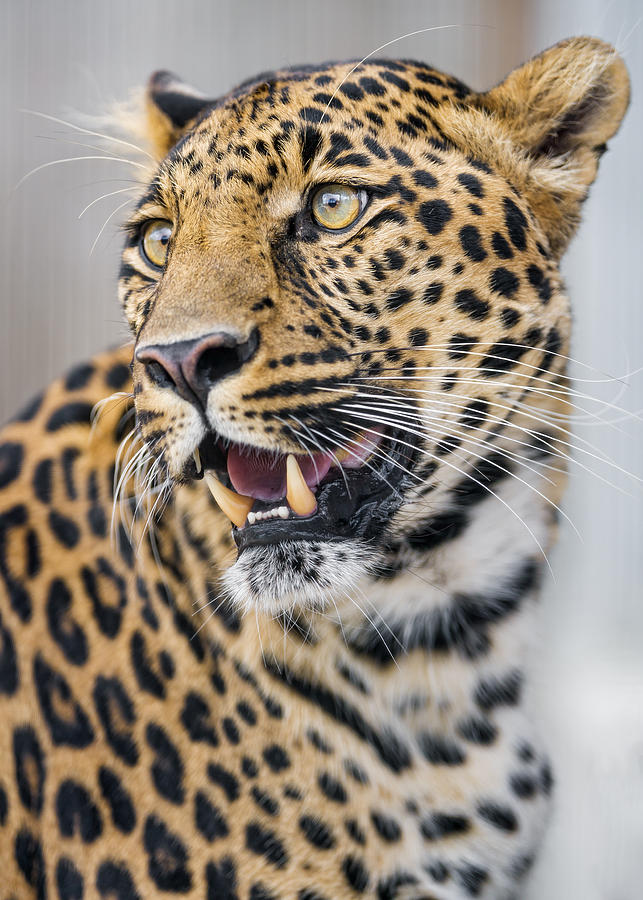 Leopard semi profile Photograph by Picture by Tambako the Jaguar
