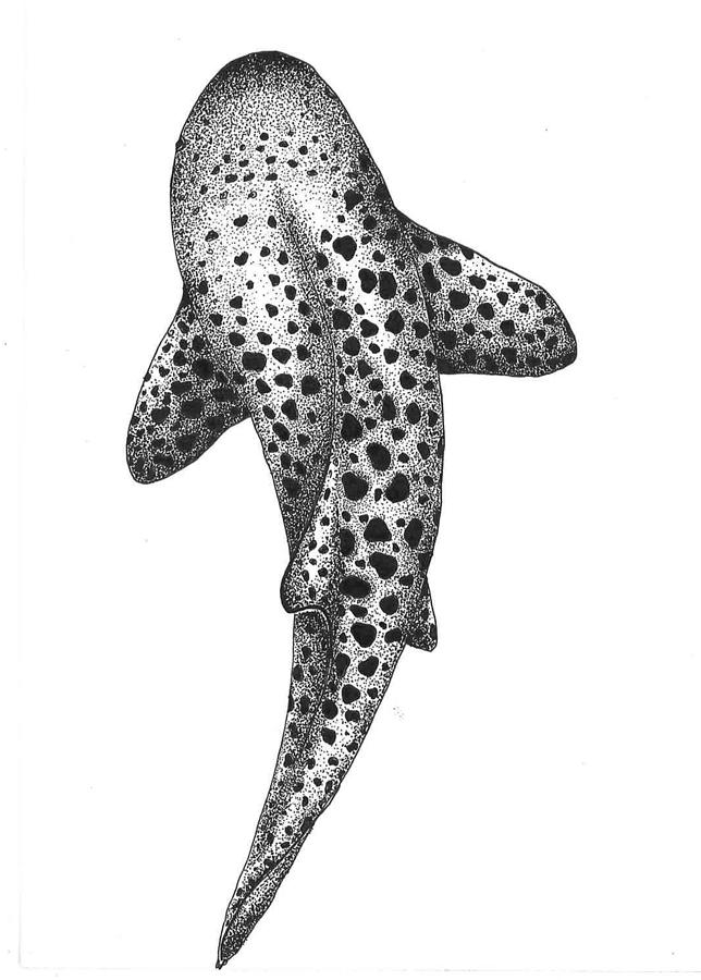 Leopard Shark Drawing by Madison Churchill Fine Art America