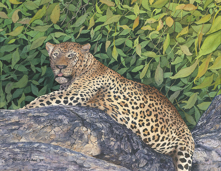 Wildlife Painting - Leopard by Sharon Farber