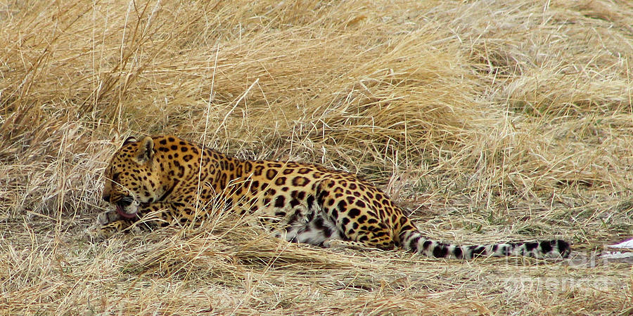 Leopard Photograph by Shirley Dutchkowski
