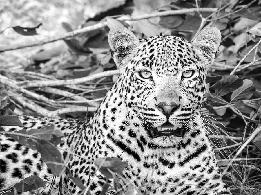 Leopard Sitting On Green Grass Digital Art