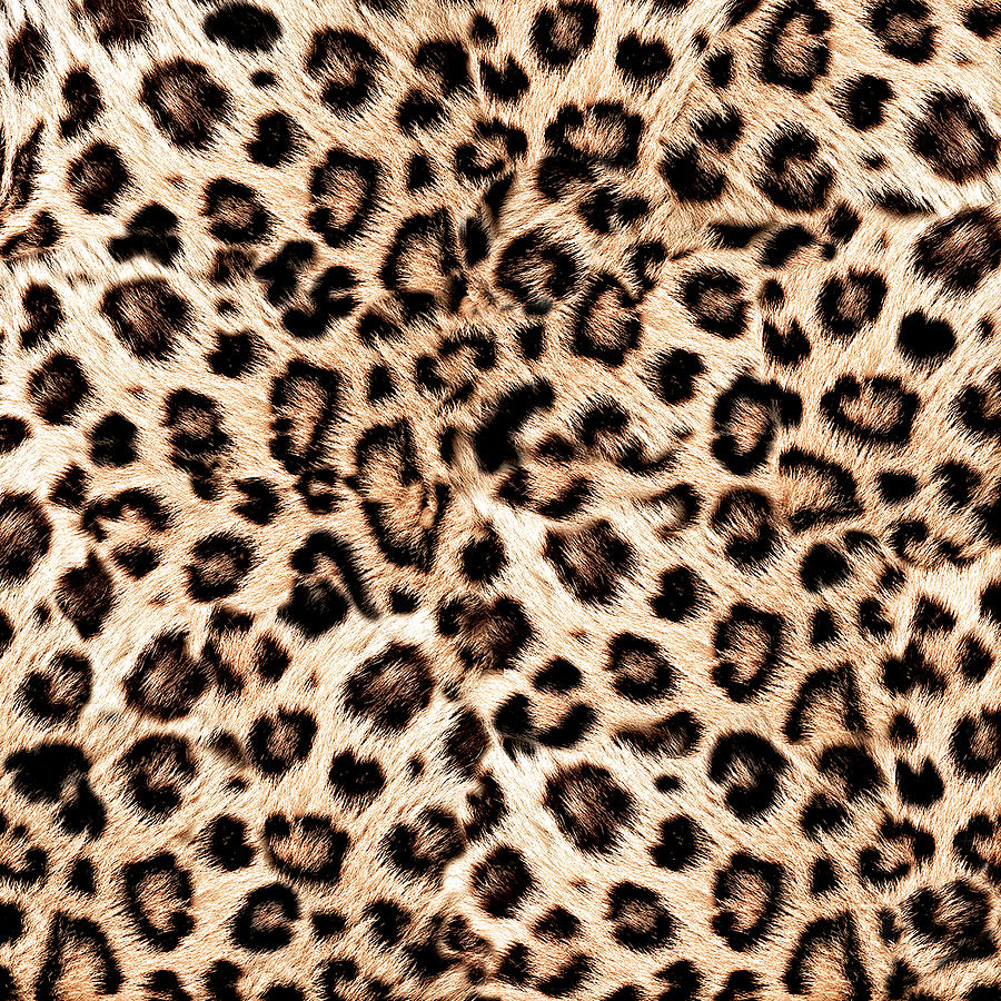 Leopard Skin, Animal Print Pattern Drawing