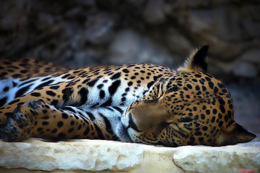 Leopard Sleeping Photograph by Rene Vasquez