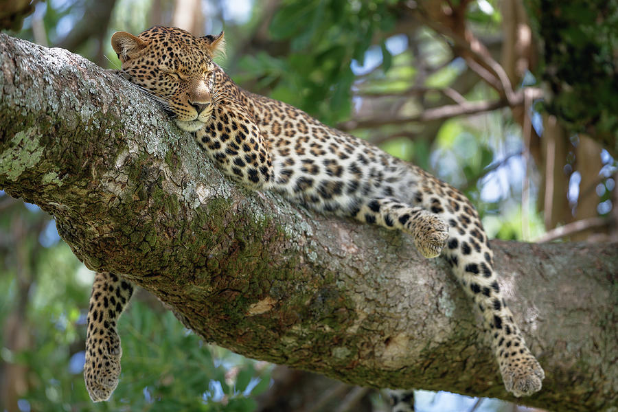 Leopard slumber Photograph by Murray Rudd