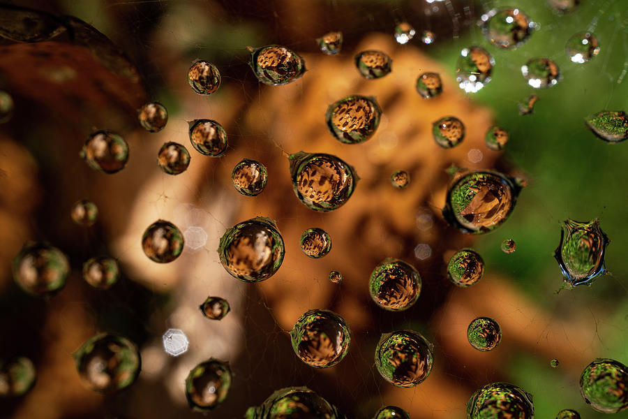 Abstract Photograph - Leopard Spot Raindrops by Linda Howes