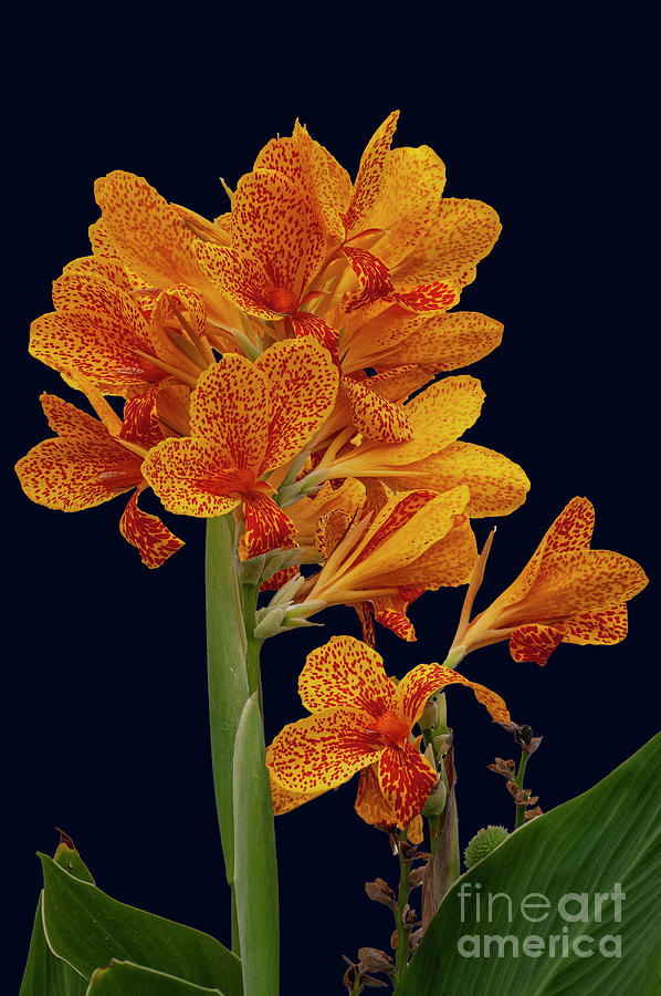 Leopard Spotted Canna One 4 Photograph by Bob Phillips - Fine Art America