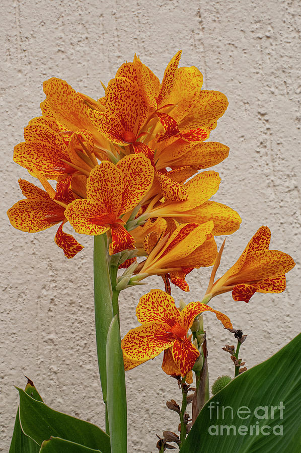 Leopard Spotted Canna Photograph by Bob Phillips - Pixels