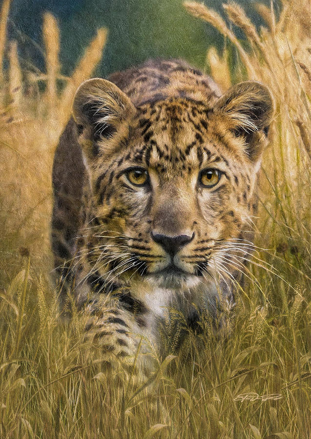 Leopard Painting - Leopard Stalking by Jurgen Doelle