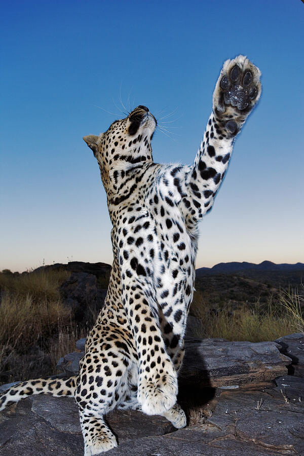 Leopard standing on hind legs Photograph by Martin Harvey