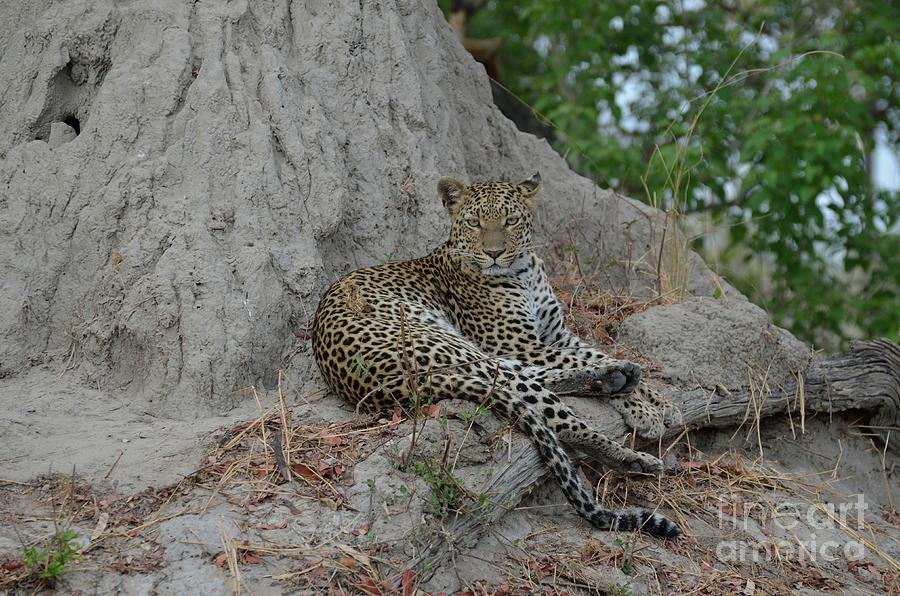 Leopard Stare While Relaxing On A Termite Mound. Photograph by Tom Wurl