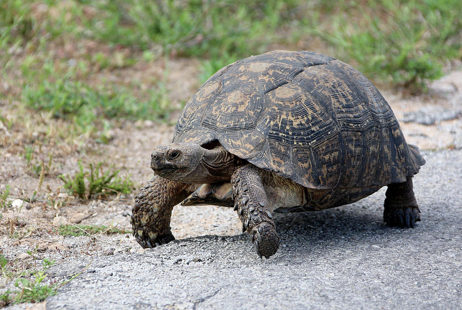 Leopard Tortoise in South Africa Photograph by Michael Peak - Pixels