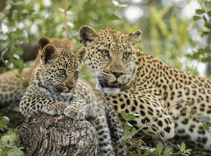 Leopard Tree Family Photograph by Iain Tall - Fine Art America