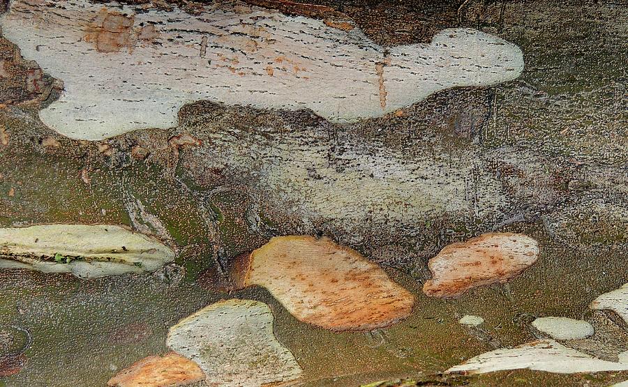 Leopard Tree Root Abstract Photograph by Denise Clark