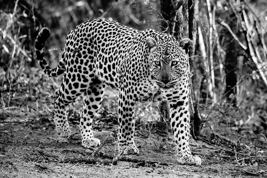 Leopard, undead Photograph by ROAR AFRICA by  Rockford Draper