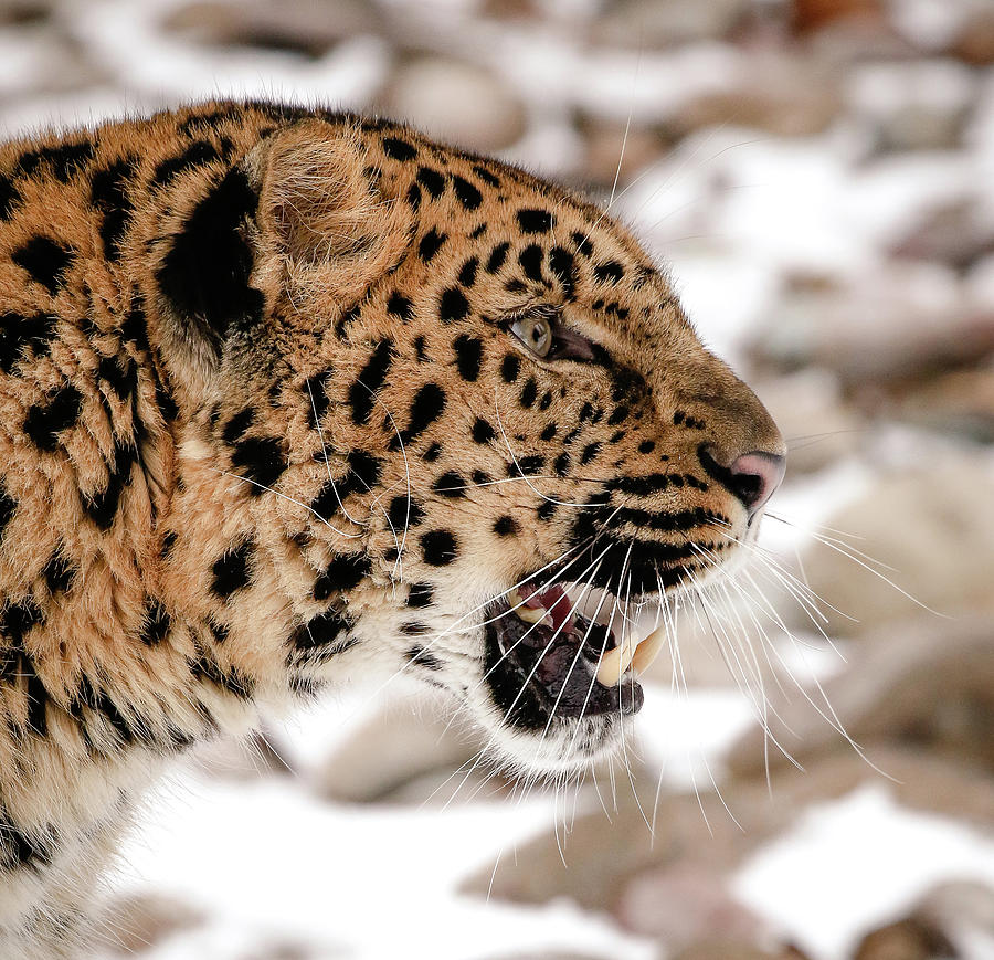 Leopard Up Close Photograph