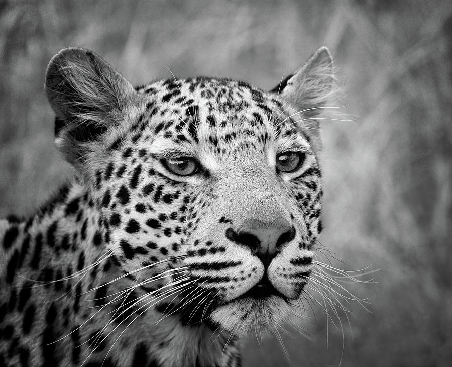 Leopard - Up Close  Photograph by Cheryl Strahl
