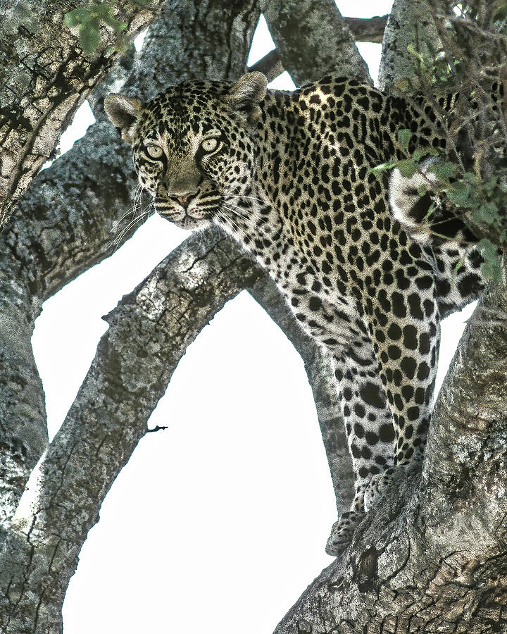 Leopard, Vertical Photograph by Don Schimmel