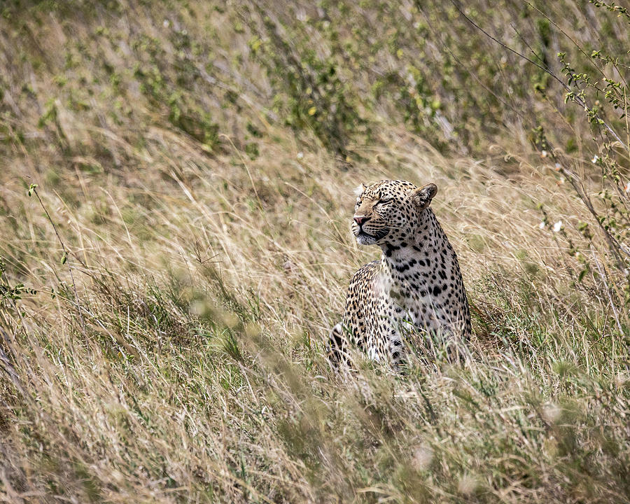 Leopard VI Photograph by Chris Dutton