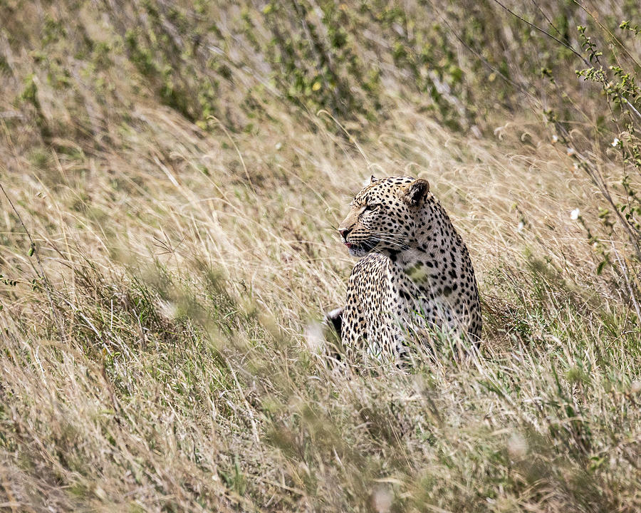 Leopard VII Photograph by Chris Dutton