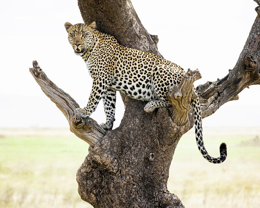 Leopard VIII Photograph by Chris Dutton