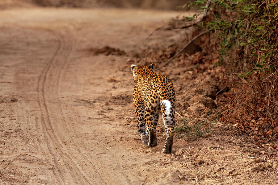 Leopard Walks In The Savannah Photograph by Gualtiero Boffi