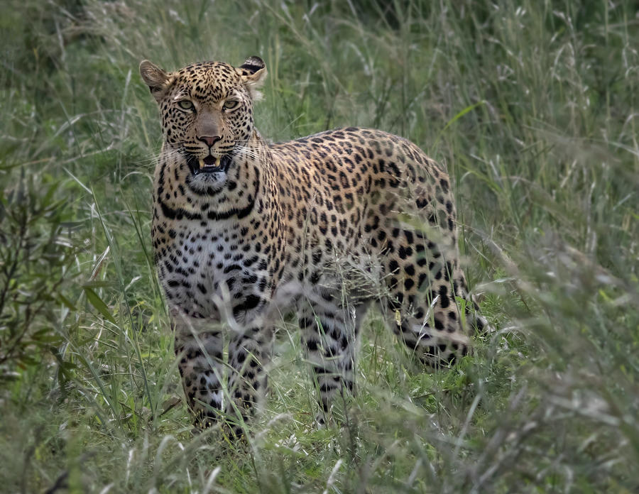 Leopard Wildlife In Kruger National Park Photograph
